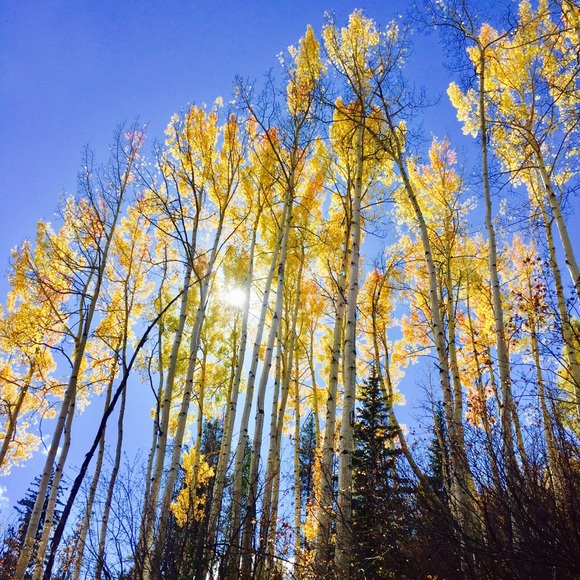 aspen_and_ash